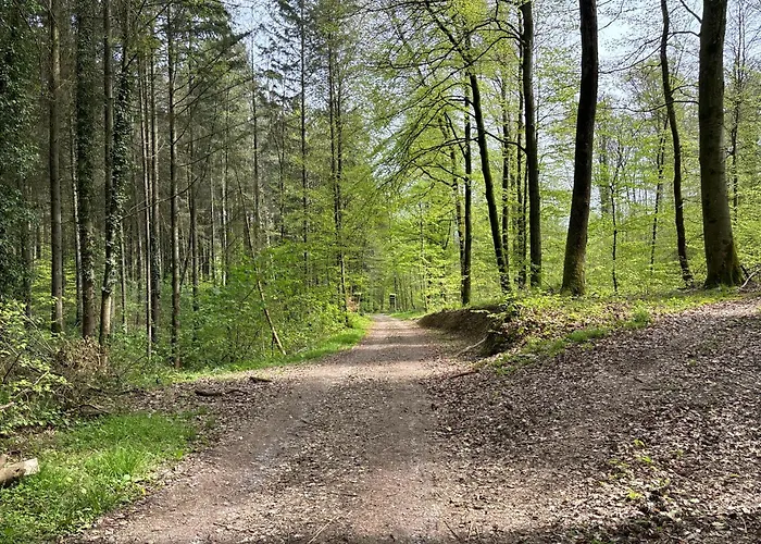 酒店 Sonne 辛斯海姆